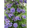 Клематис Мульти Блю (Multi Blue)